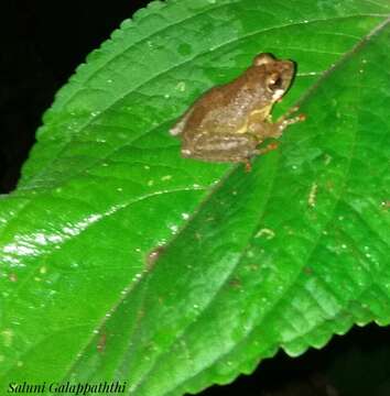 Image of Pseudophilautus abundus (Manamendra-Arachchi & Pethiyagoda 2005)