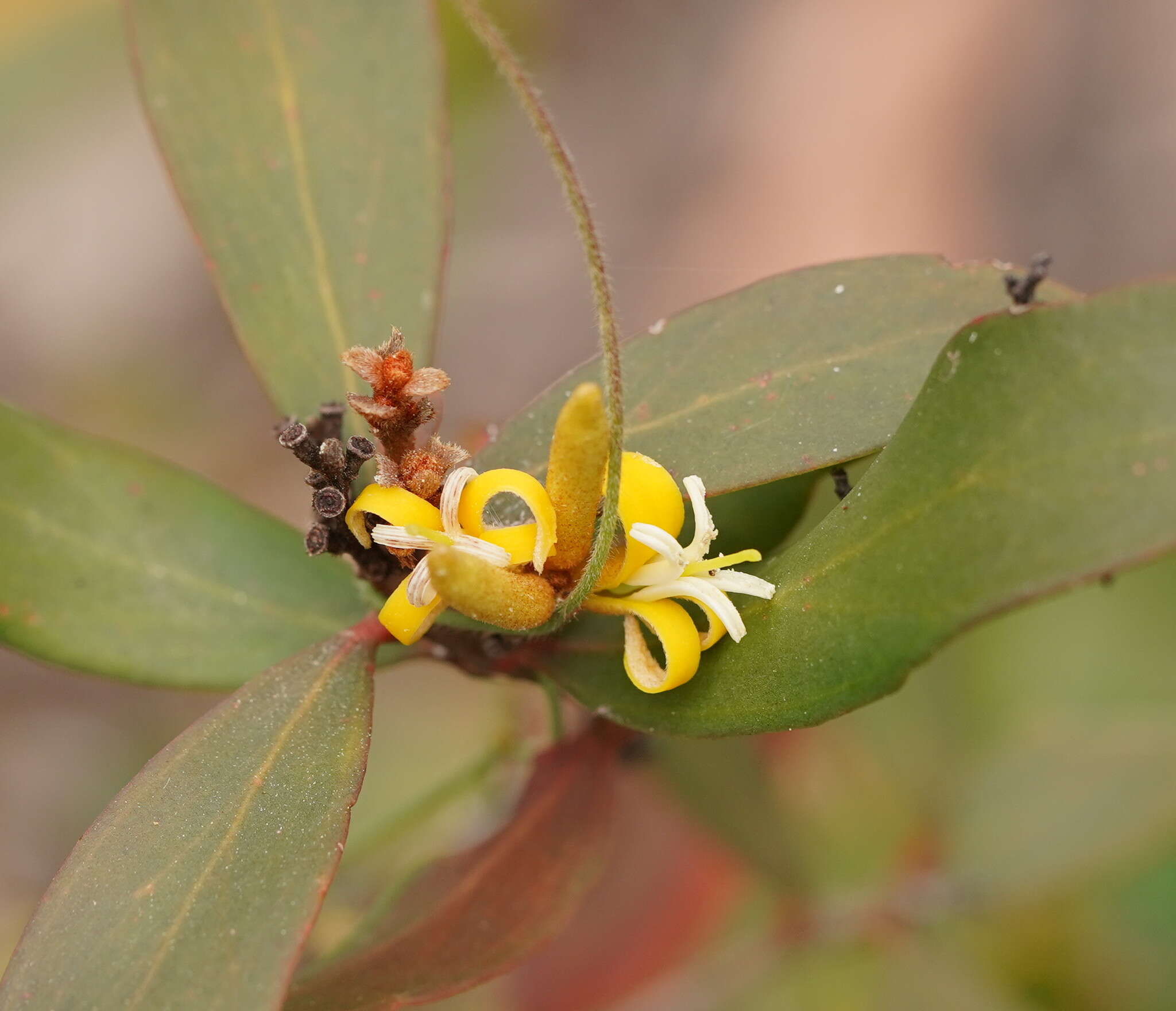 Imagem de <i>Persoonia confertiflora</i>