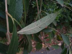 Image of Citharexylum solanaceum Cham.