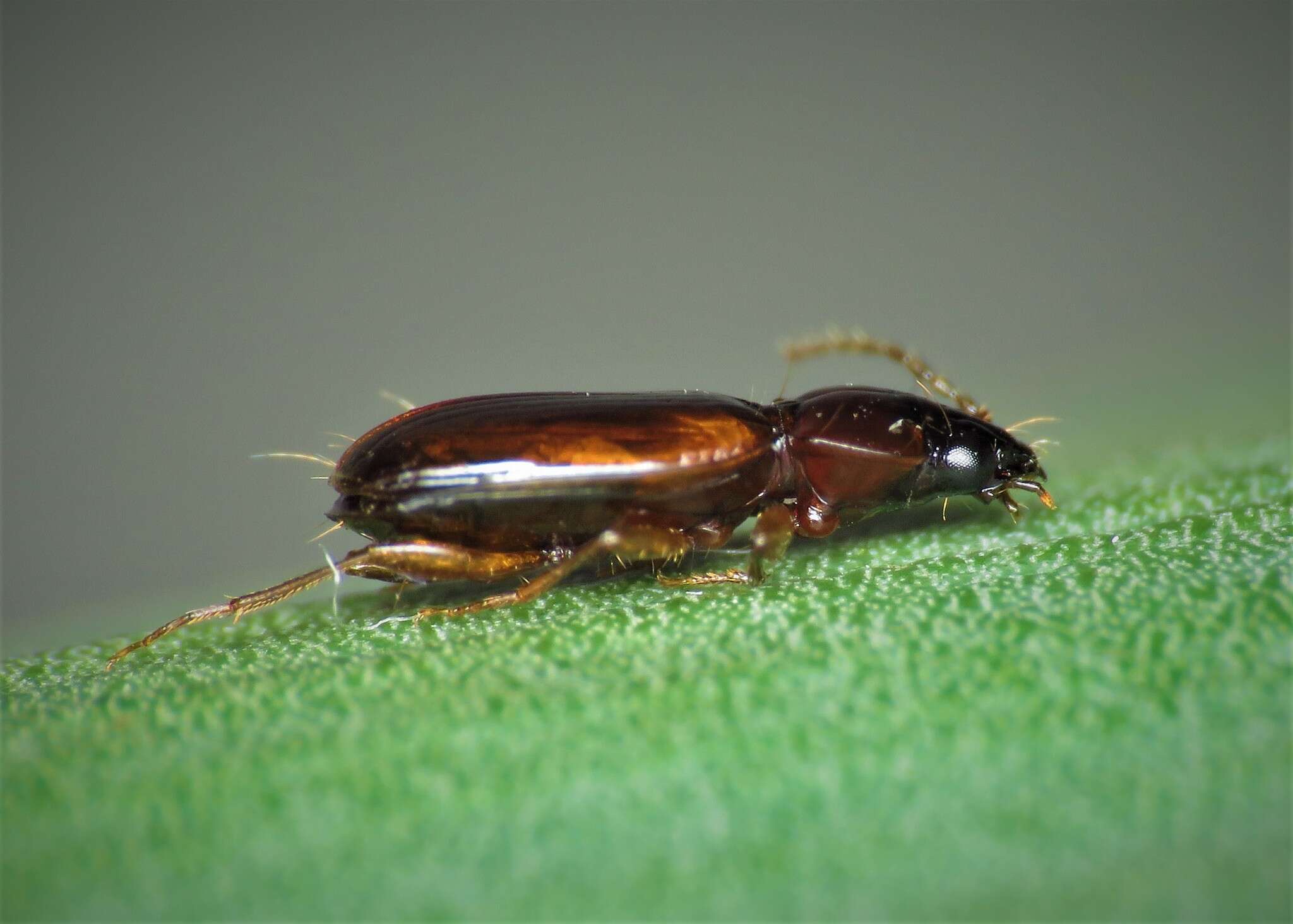 Image of Ground beetle