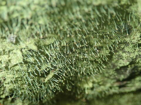 Image of needle lichen