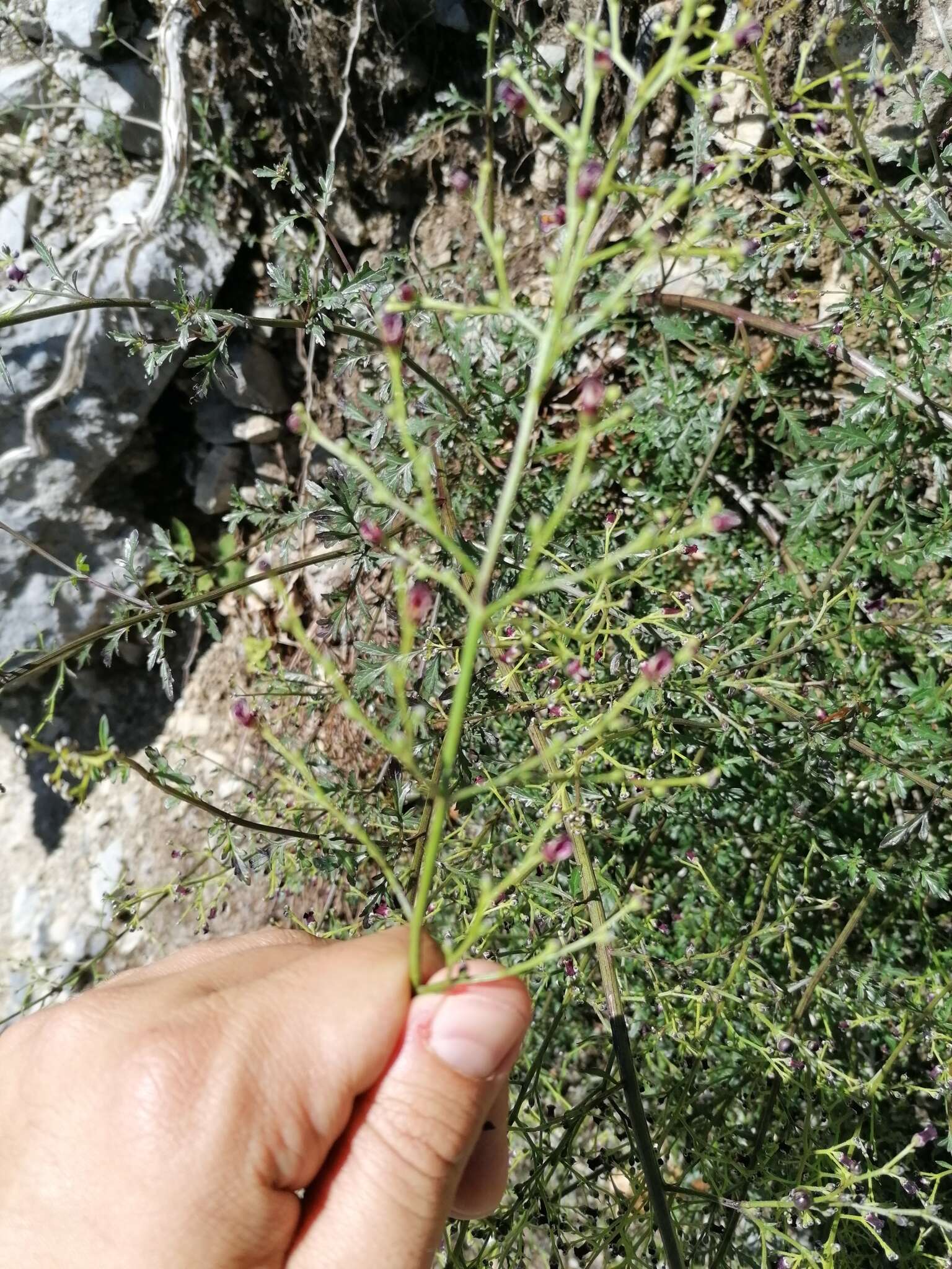 Scrophularia canina L. resmi