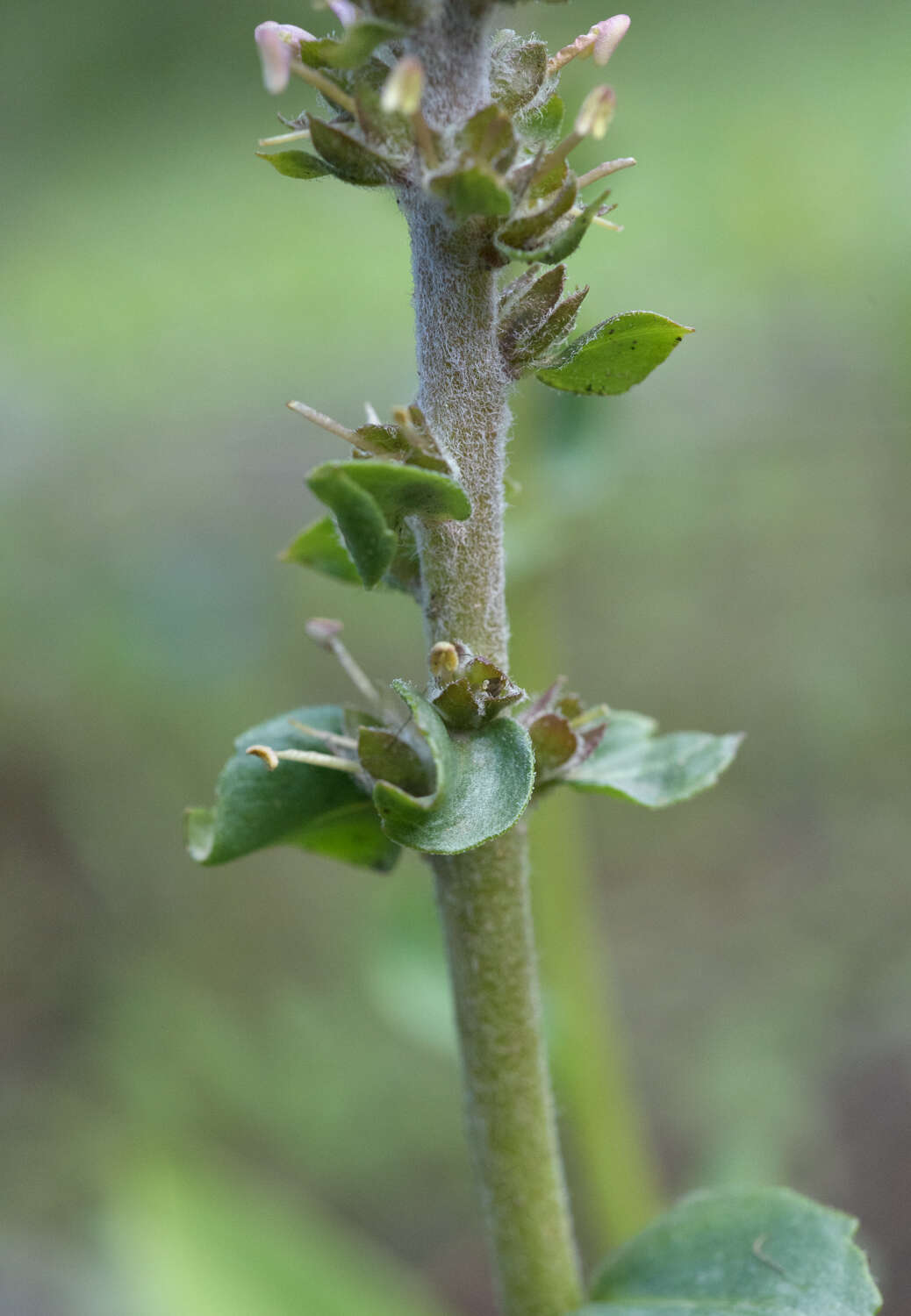 Image of red besseya