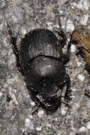 Sivun Onthophagus (Palaeonthophagus) verticicornis (Laicharting 1781) kuva