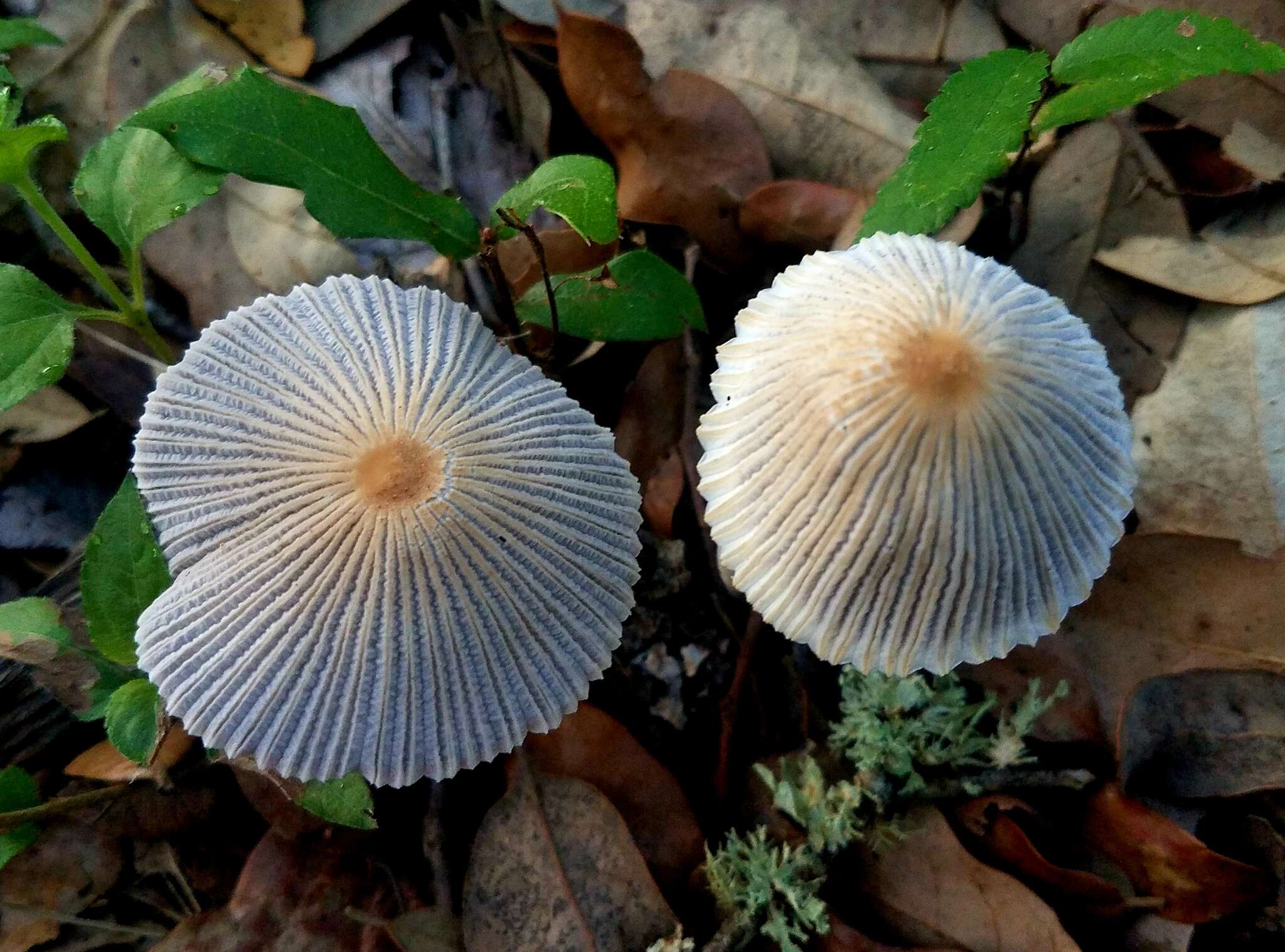 Image of Coprinellus xanthothrix (Romagn.) Vilgalys, Hopple & Jacq. Johnson 2001