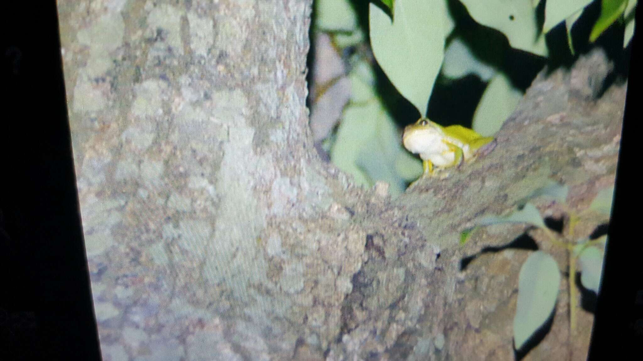 Image of Chinese Tree Toad