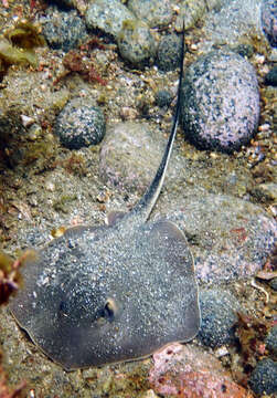 Image of Brown stingray