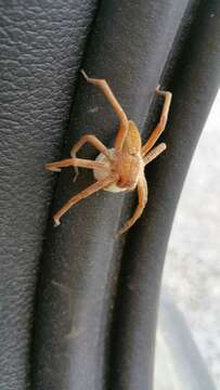 Image of Nursery Web Spider