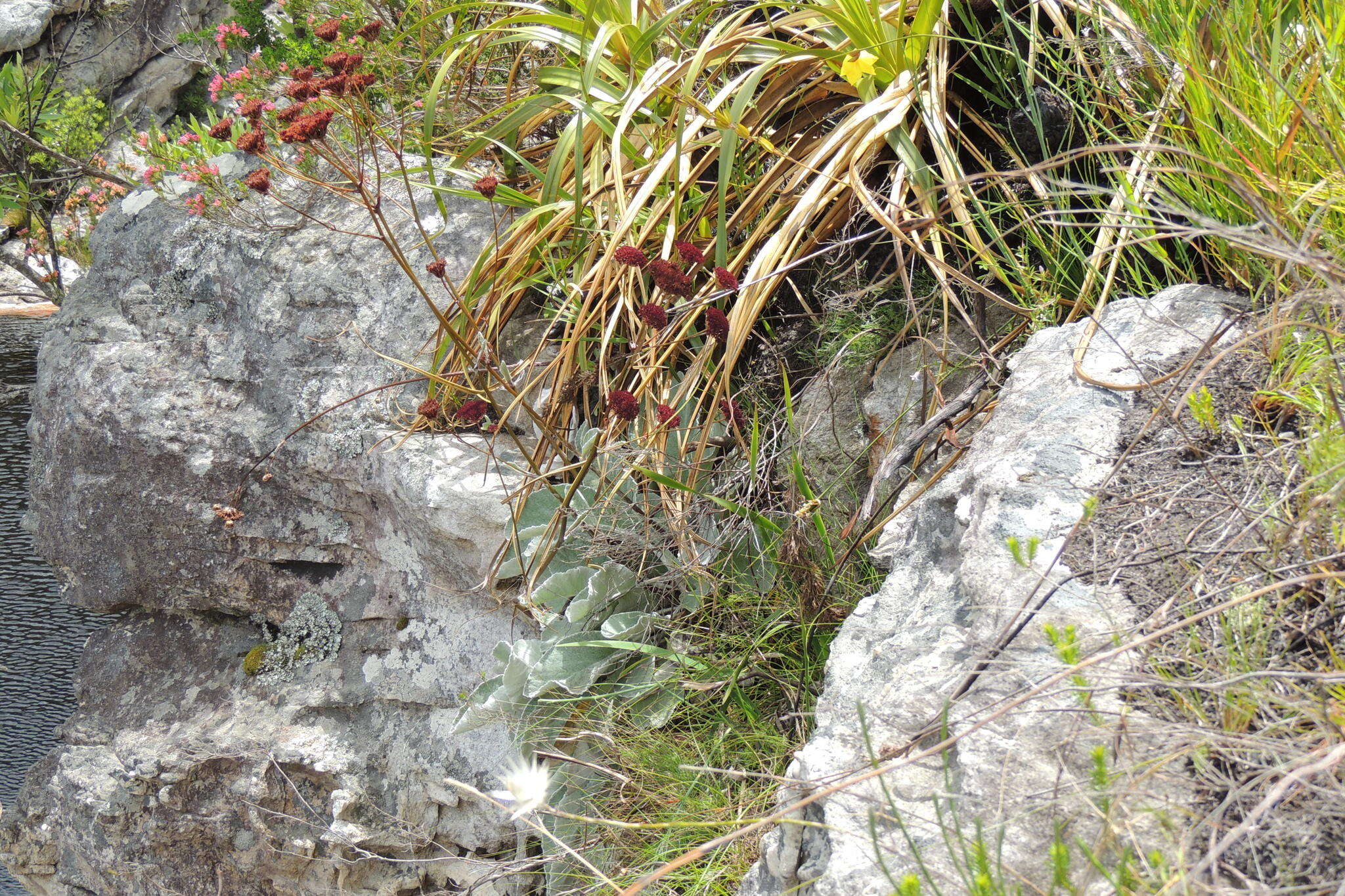 Image of Hermas gigantea L. fil.