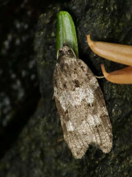 Imagem de Acleris gloveranus Walsingham 1879