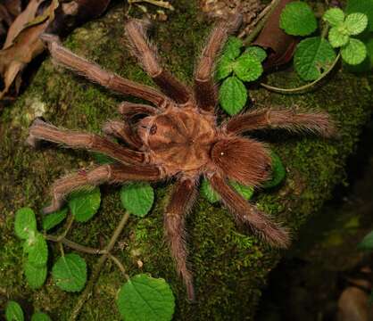 Image de Acanthoscurria maga Simon 1892