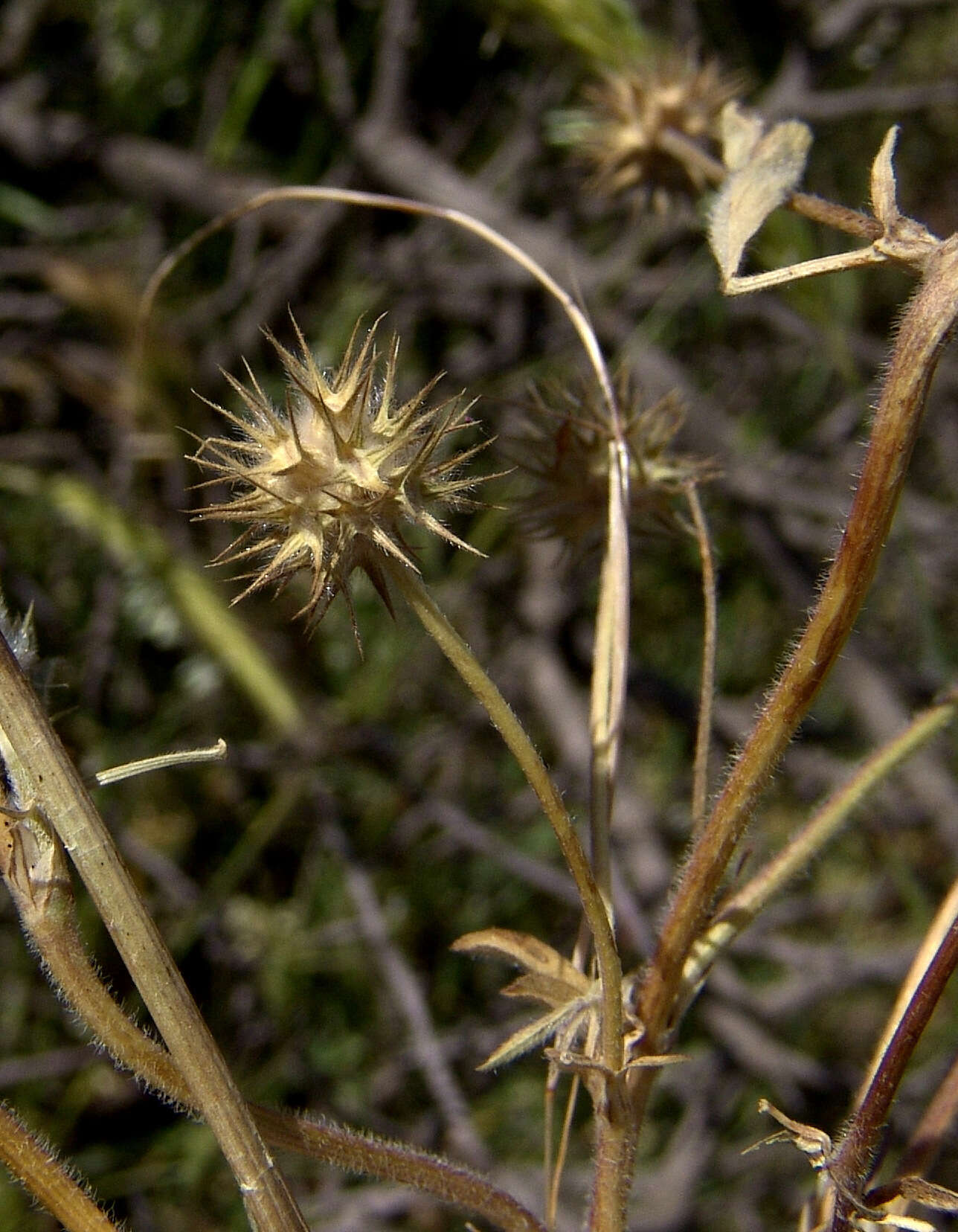 Plancia ëd Trifolium leucanthum M. Bieb.