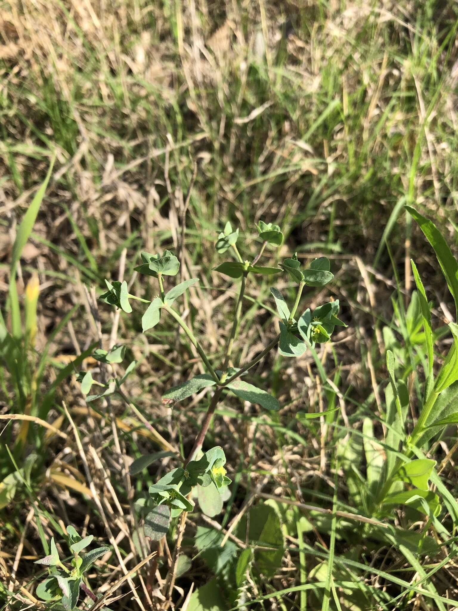 Image of Heller's spurge