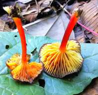 Image de Hygrocybe sangayensis A. Barili, C. W. Barnes, J. A. Flores & Ordoñez 2017