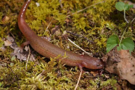 Image de Gyrinophilus porphyriticus danielsi (Blatchley 1901)