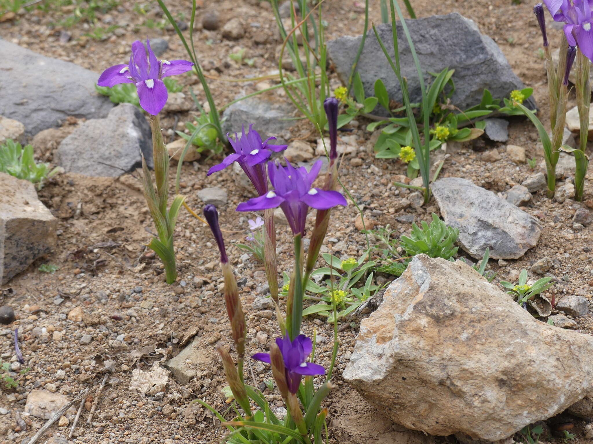 Plancia ëd Moraea sisyrinchium (L.) Ker Gawl.