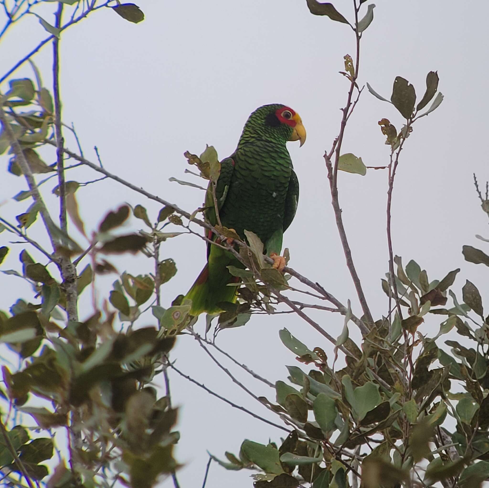 صورة Amazona xantholora (Gray & GR 1859)