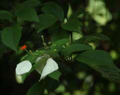 Image of Mussaenda glabrata (Hook. fil.) Hutch. ex Gamble