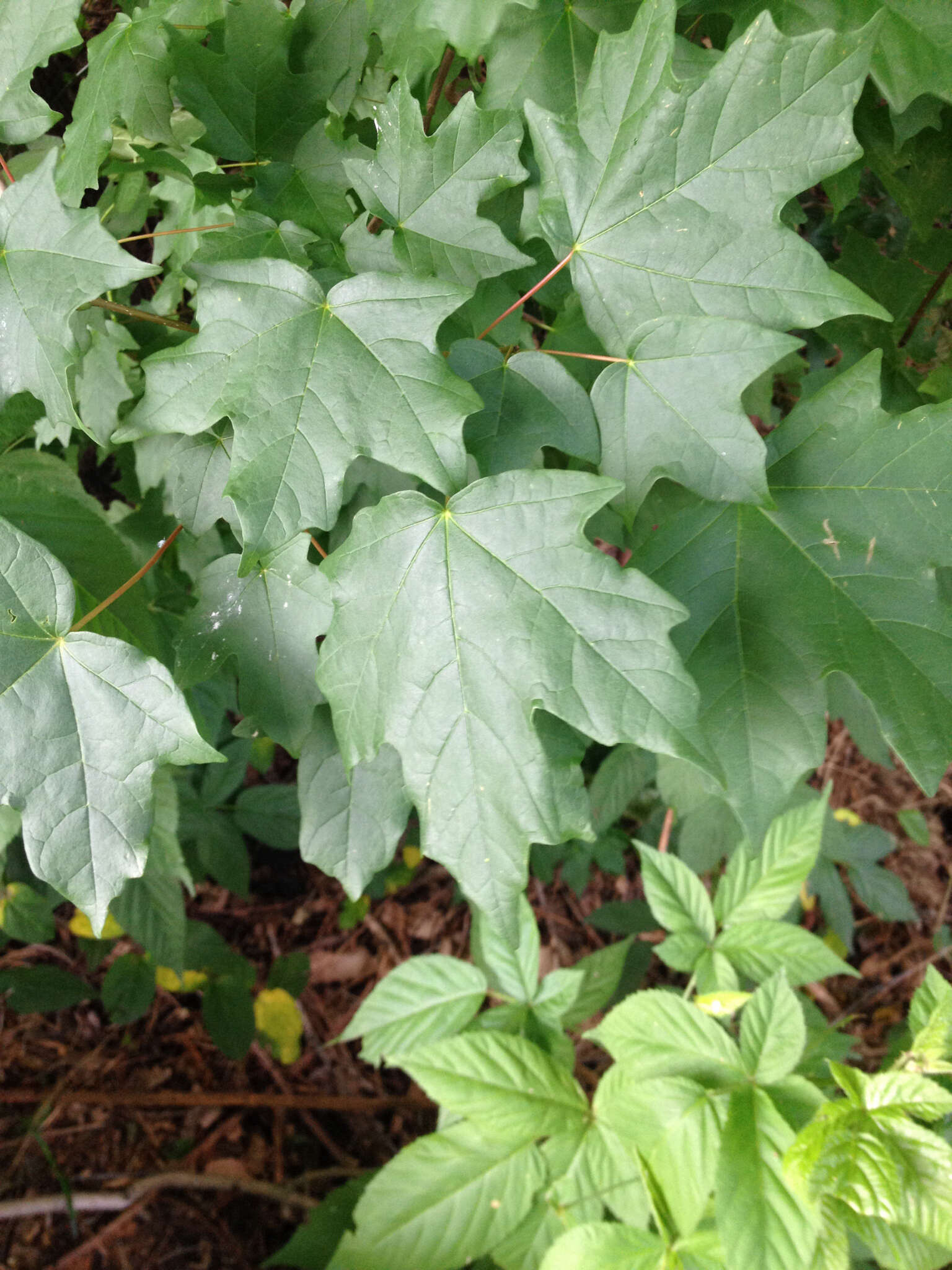 Image of Florida maple