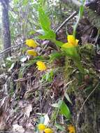 Image of Sweet scented Lycaste