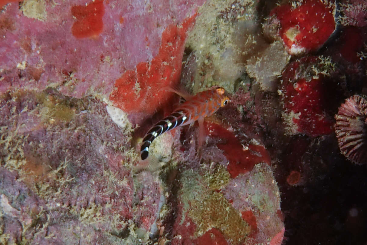 Image of Blue Dot Triplefin