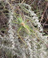 Sivun Neobarrettia victoriae (Caudell 1907) kuva