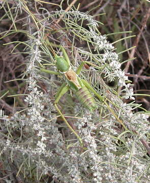 Image of Lesser Arid-land Katydid