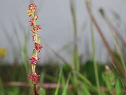 Rumex bucephalophorus subsp. bucephalophorus的圖片