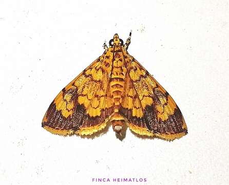 Image of Portentomorpha xanthialis Guenée 1854