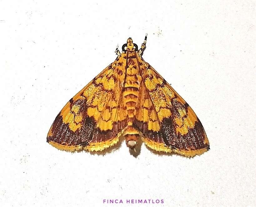 Portentomorpha xanthialis Guenée 1854 resmi