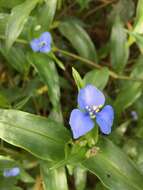 Image of Commelina quitensis Benth.