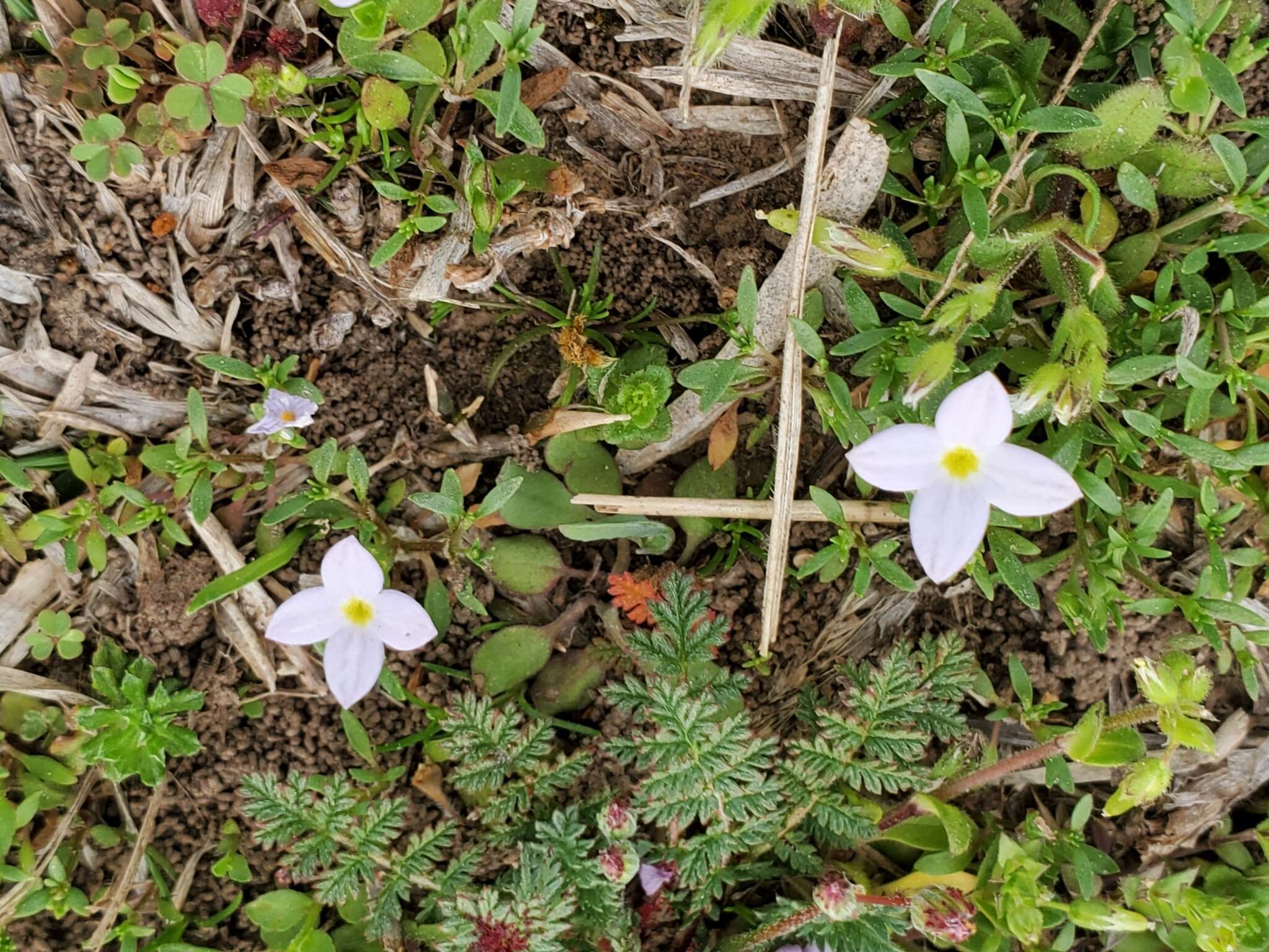 Image of rose bluet