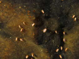 Image of Hunchback amphipod