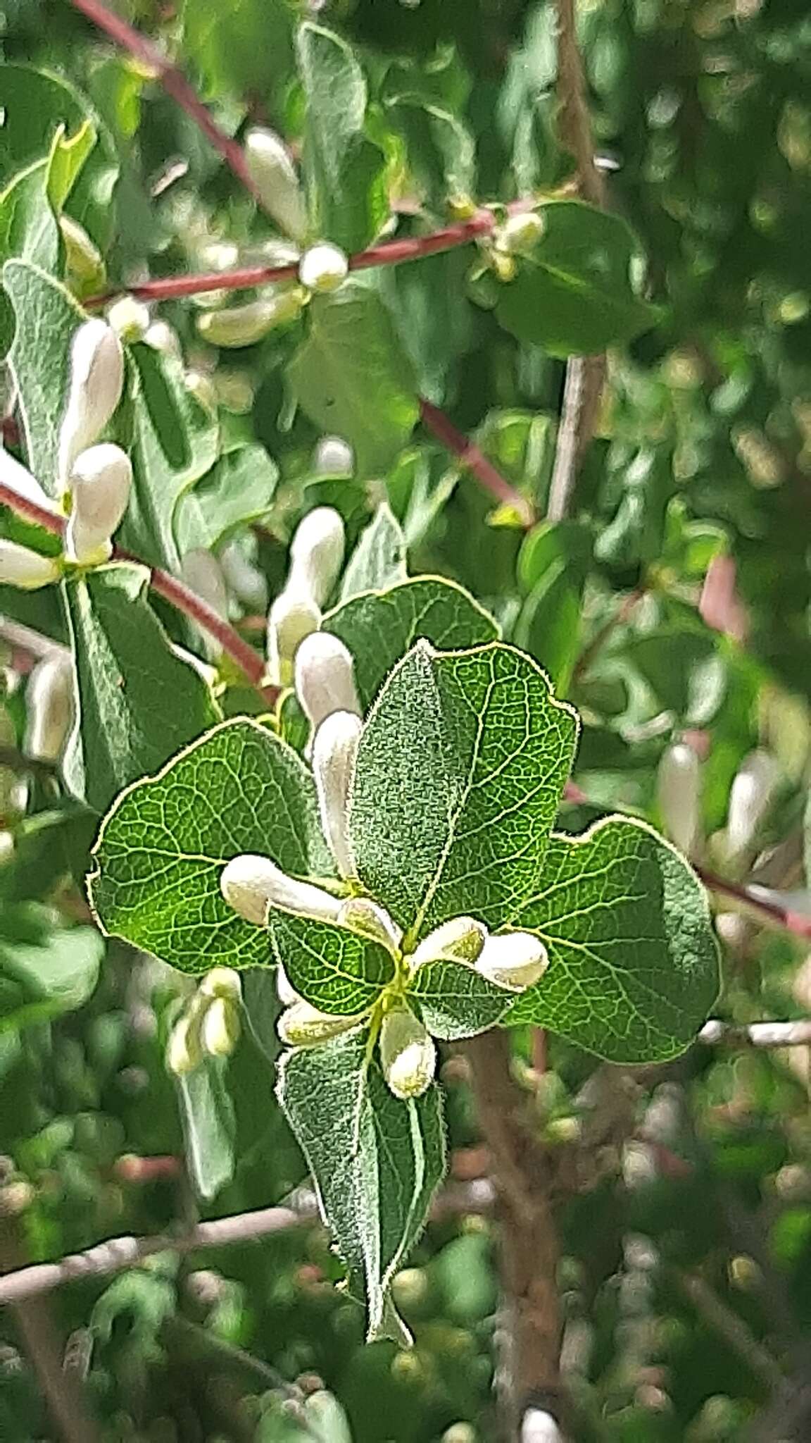 صورة Lonicera arborea Boiss.