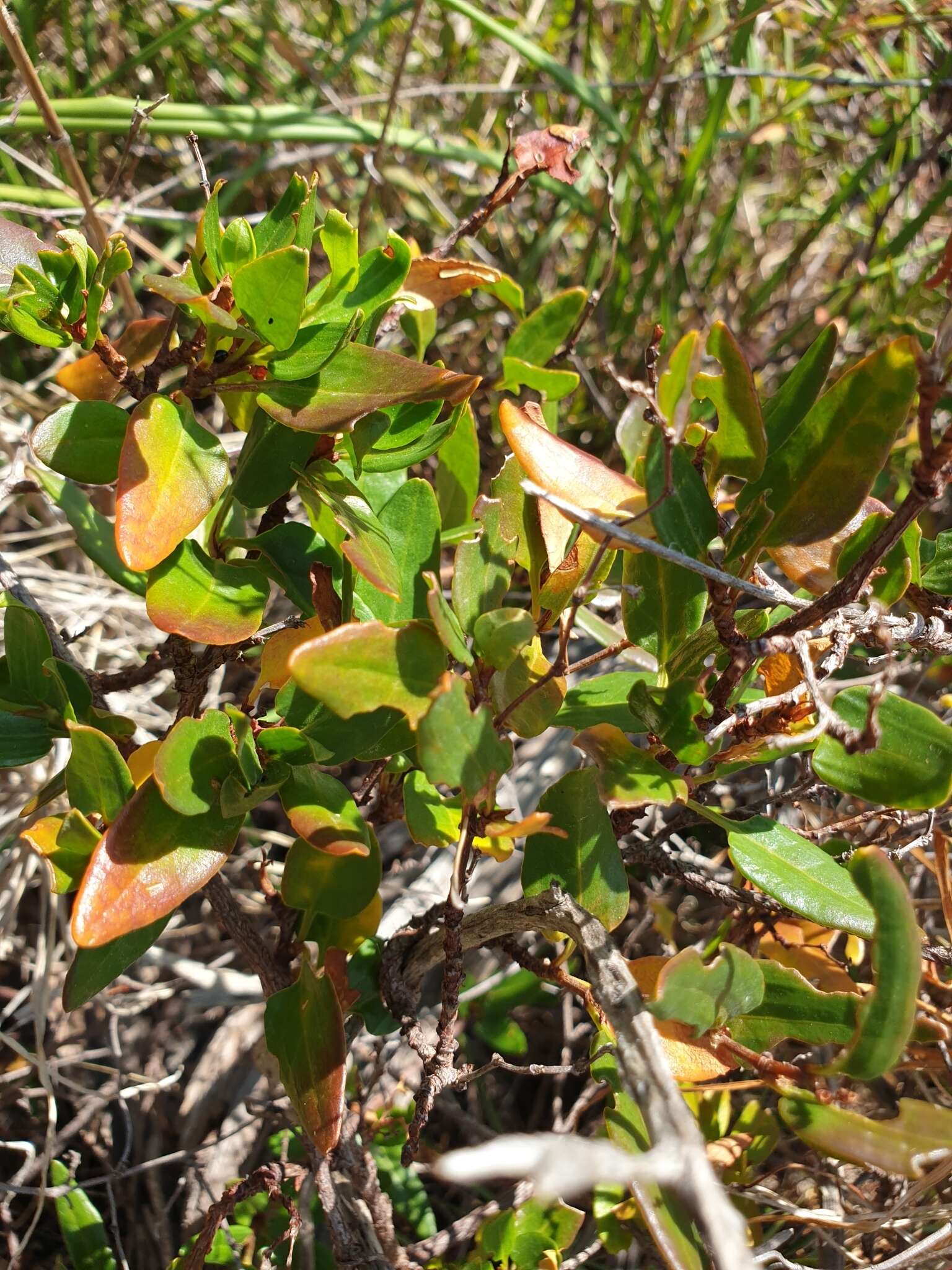 Image of Muehlenbeckia gunnii (Hook. fil.) Walp.