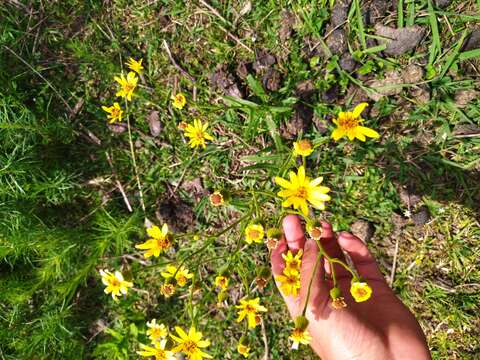 Image of <i>Senecio heterotrichius</i>