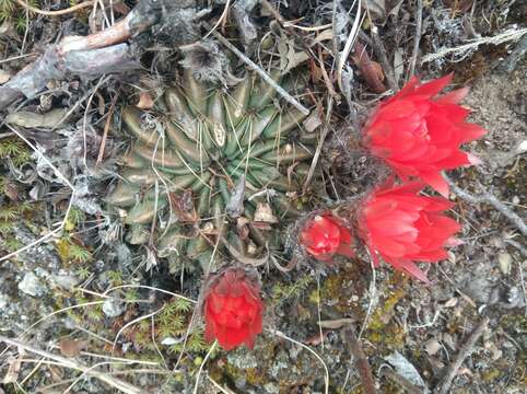 Imagem de Echinopsis chrysochete Werderm.