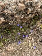 Image of basin bellflower