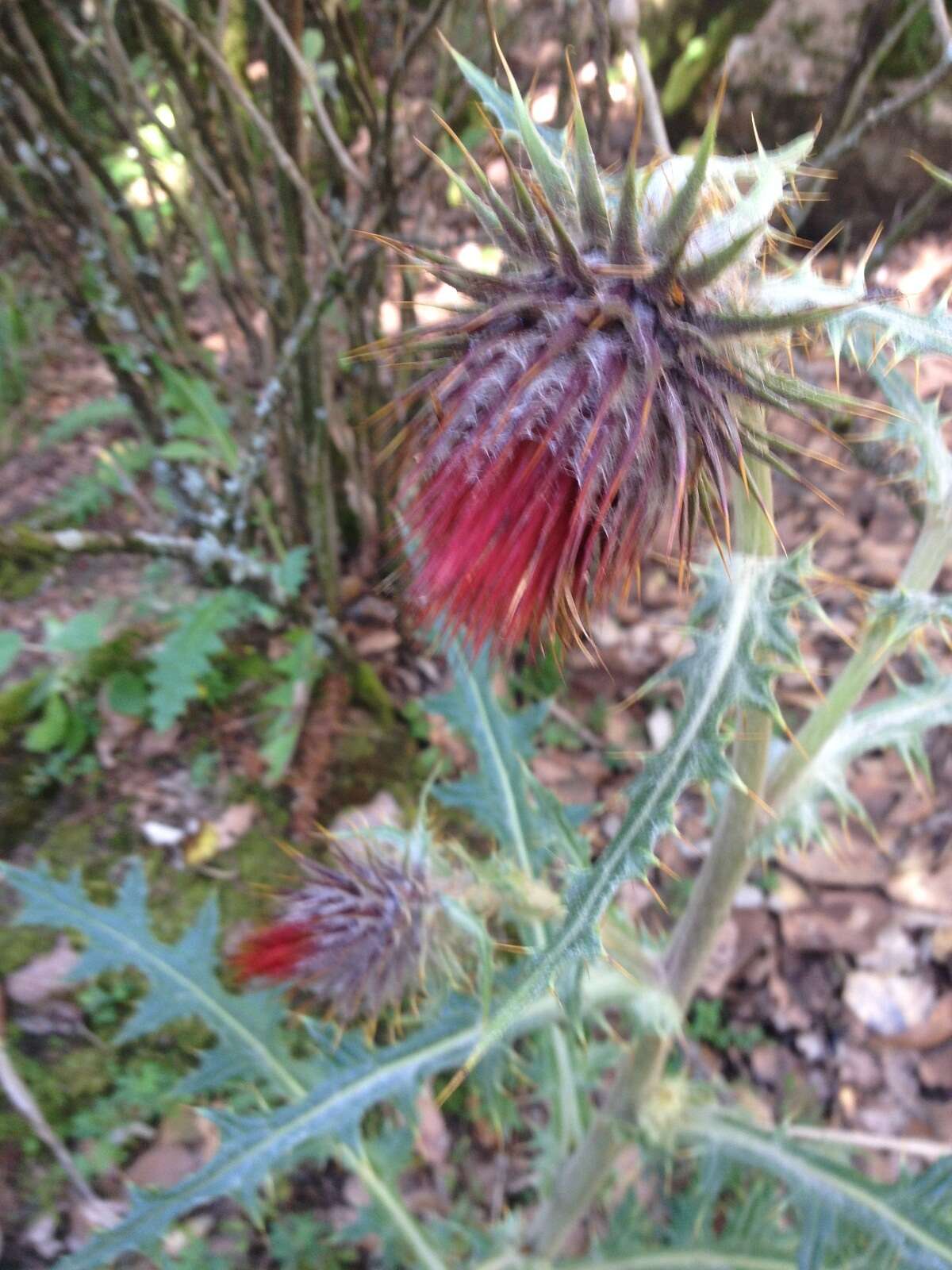 Cirsium ehrenbergii Sch. Bip.的圖片