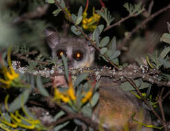 Image of Galago senegalensis braccatus Elliot 1907