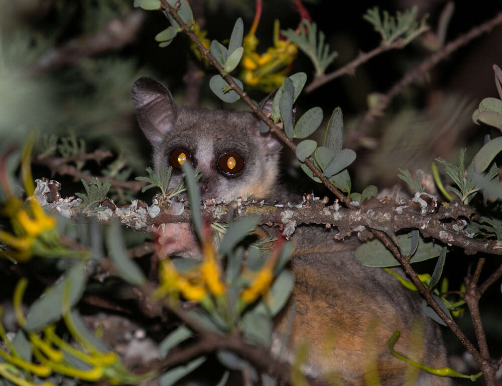 Image of Galago senegalensis braccatus Elliot 1907