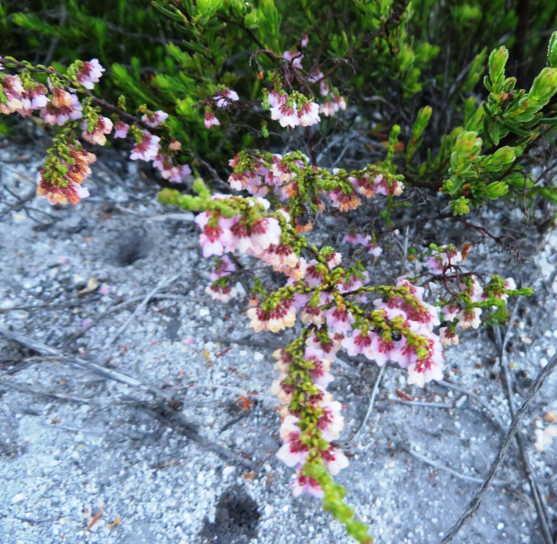 Image of Erica argentea var. argentea