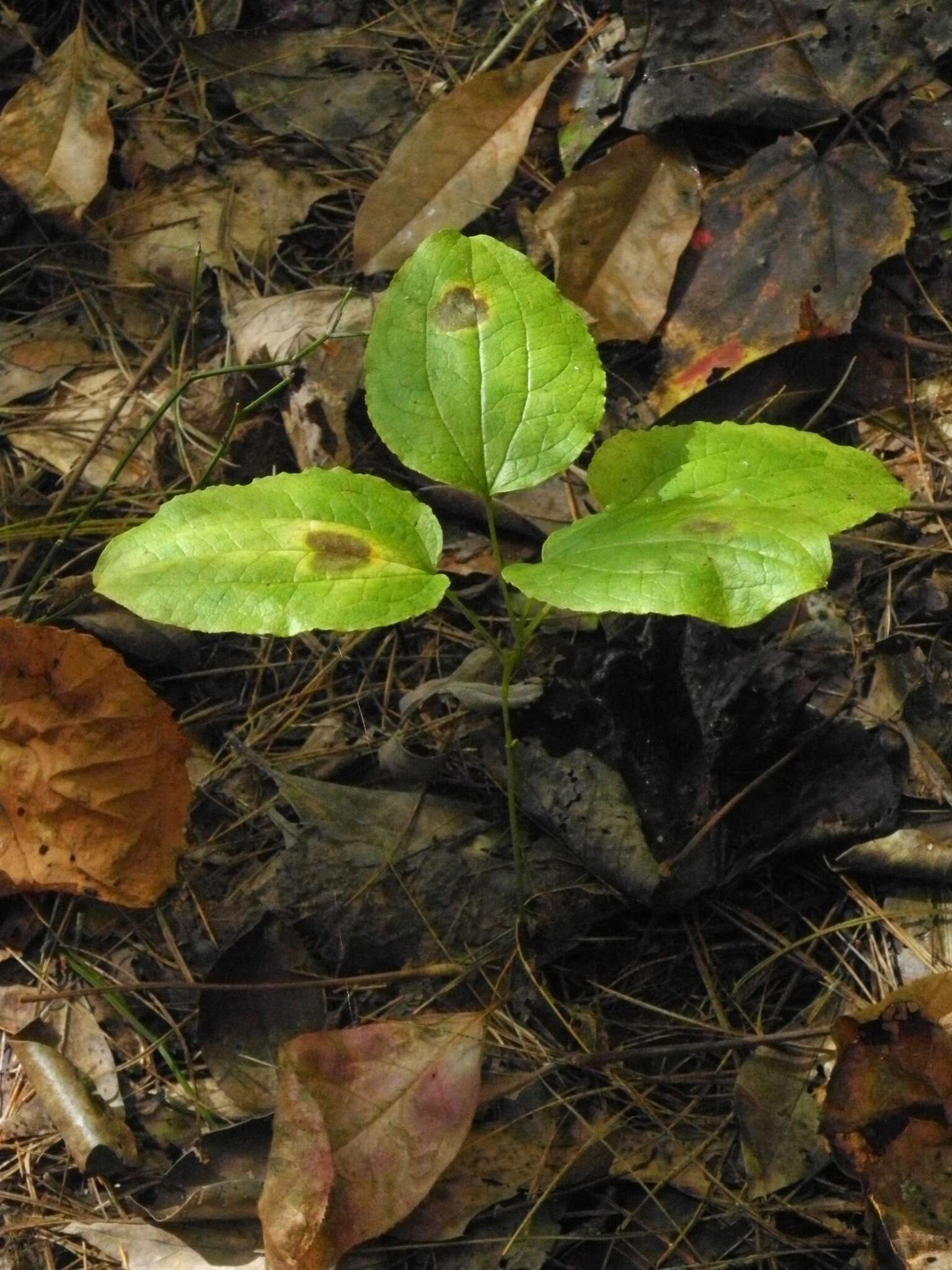 Image of Huger's carrionflower