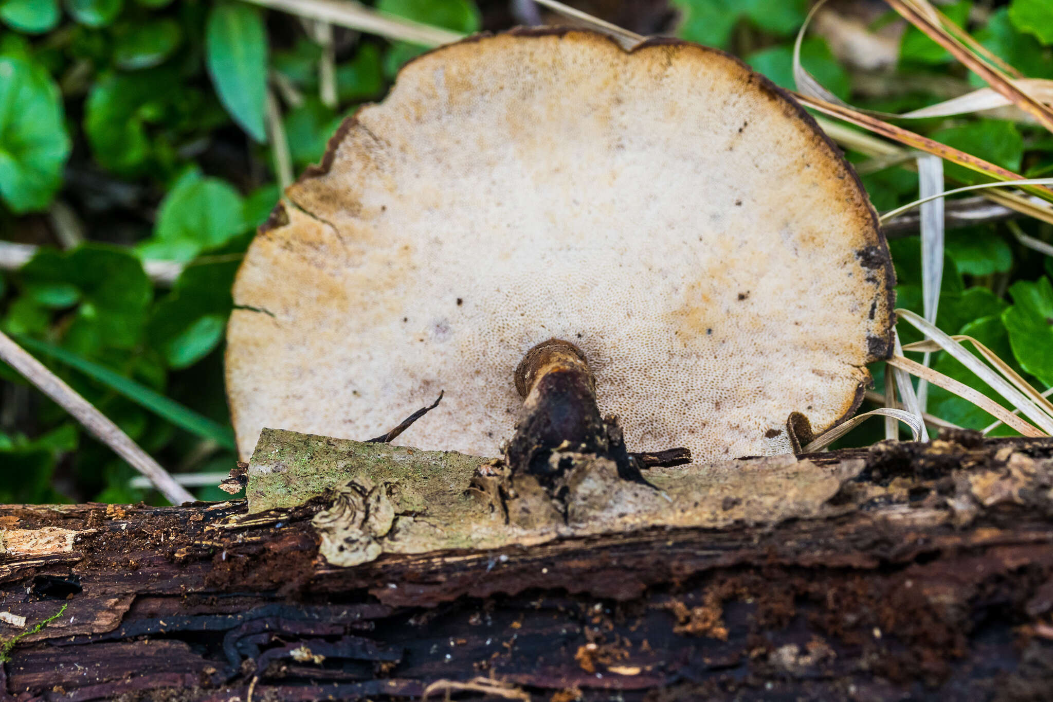 Image of Cerioporus varius (Pers.) Zmitr. & Kovalenko 2016