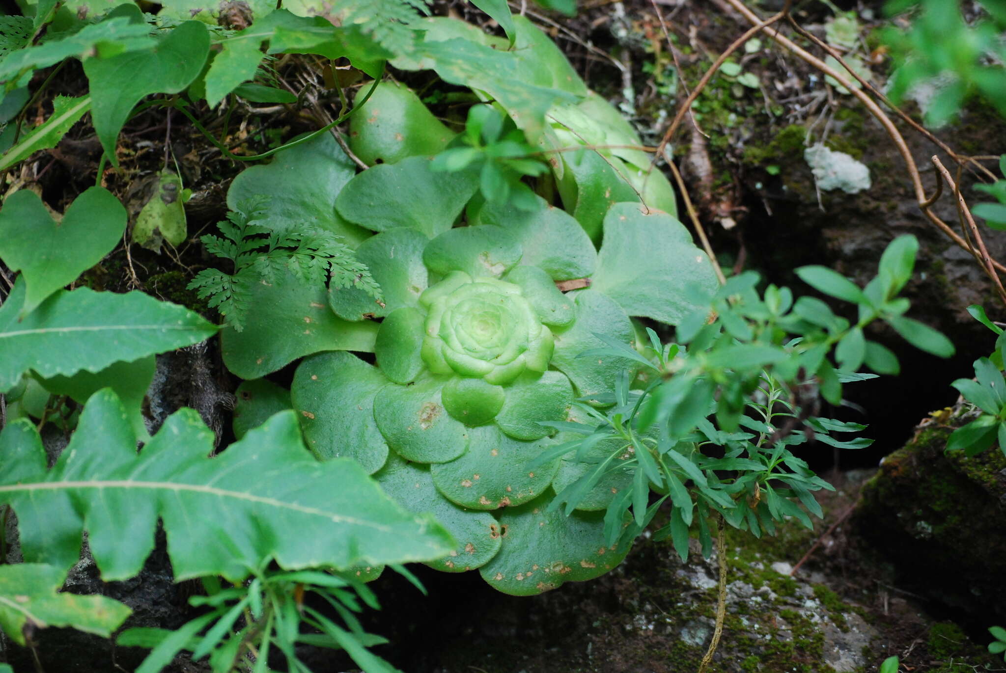 Image of Aeonium canariense (L.) Webb & Berth.