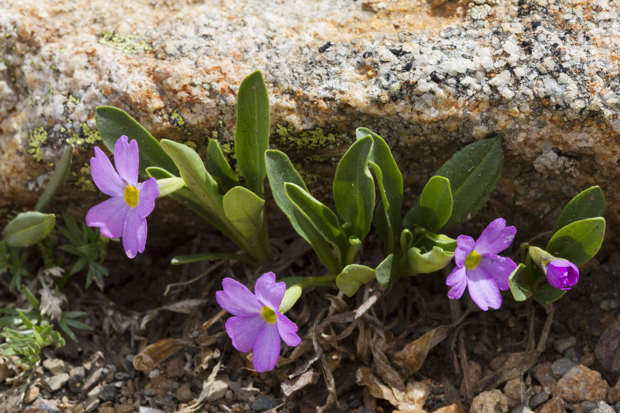 Image of alpine primrose