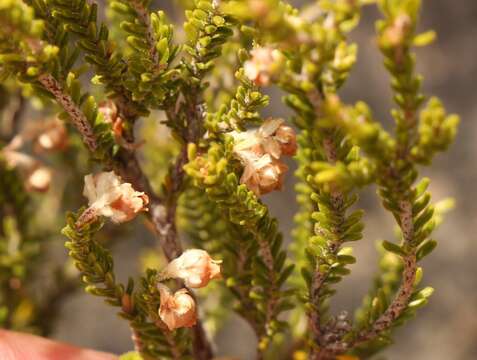 Image of Erica fimbriata Andr.