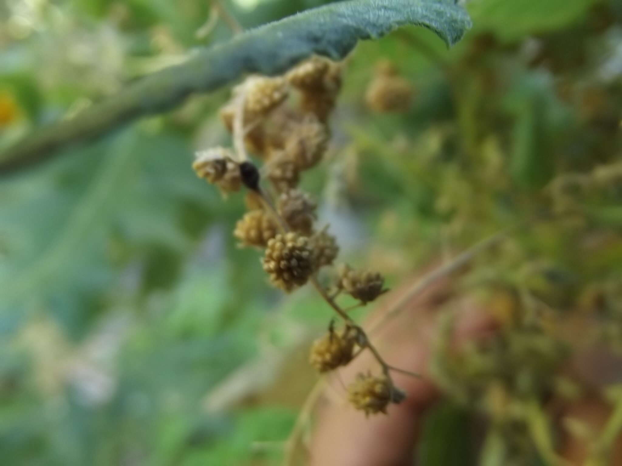 Image of Ambrosia carduacea (Greene) Payne