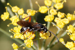 صورة Ceropales maculata (Fabricius 1775)