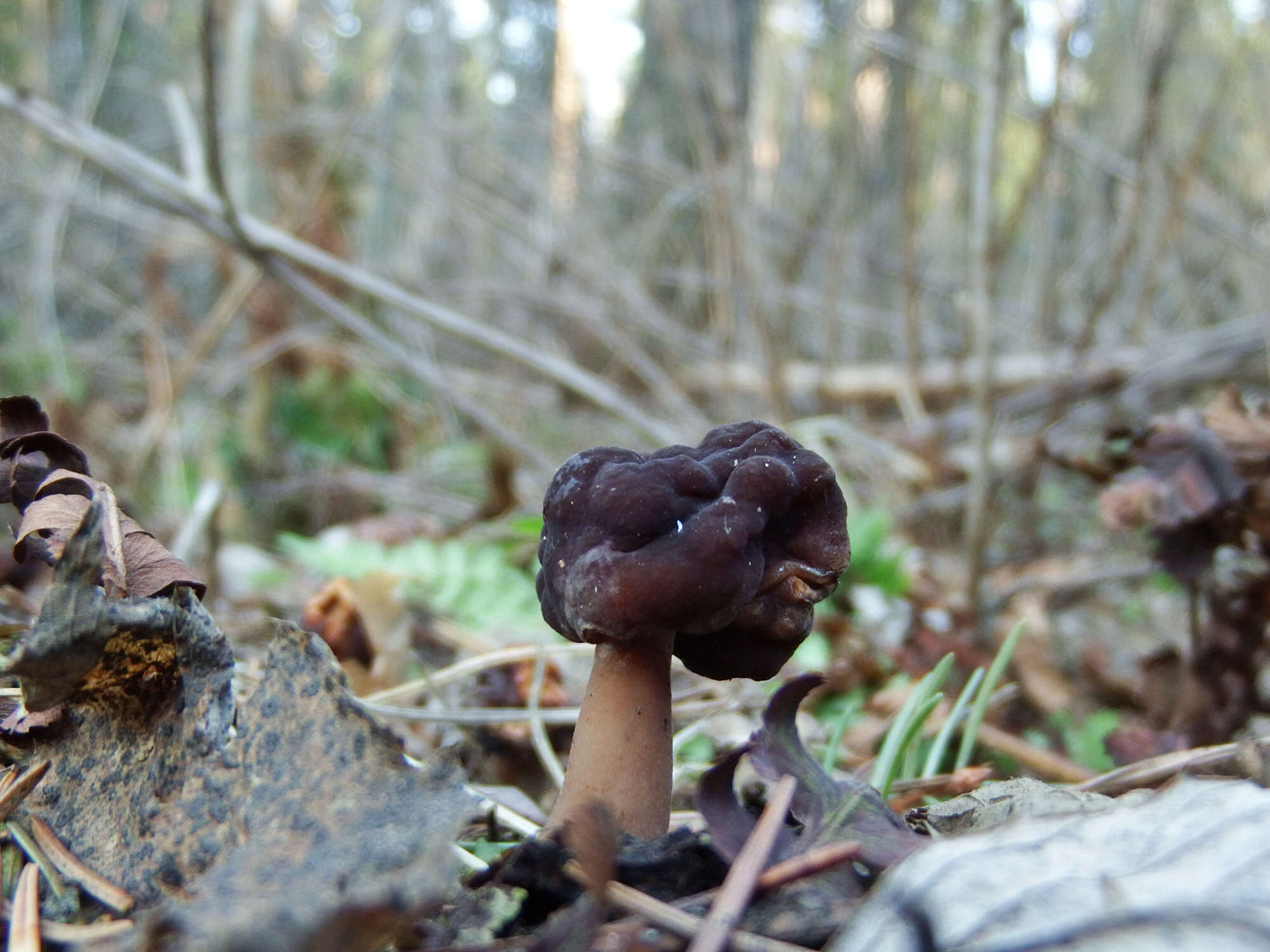 Plancia ëd Gyromitra longipes Harmaja 1979